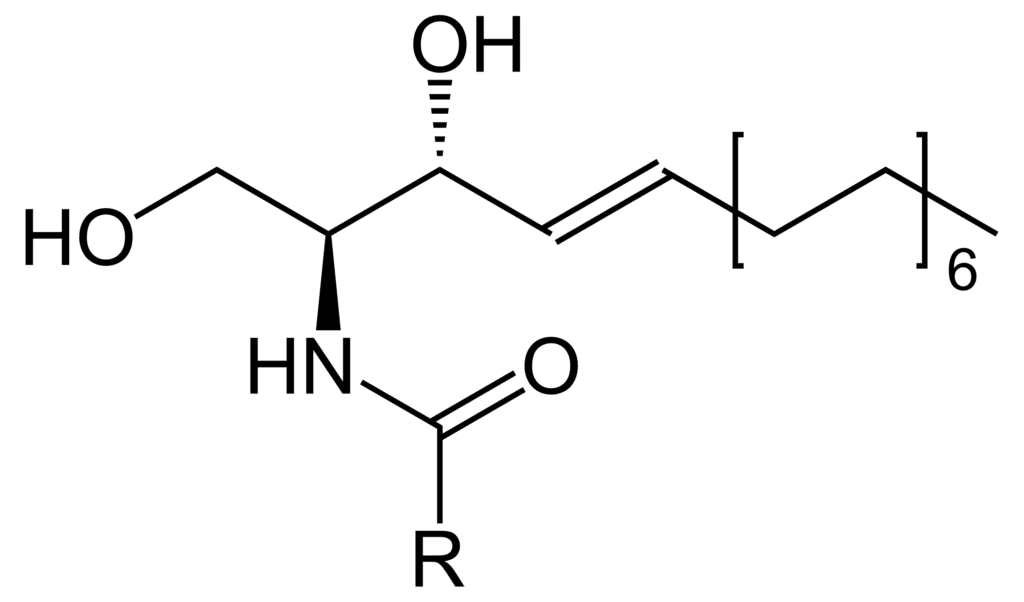 神經醯胺,Ceramide,賽洛美的結構